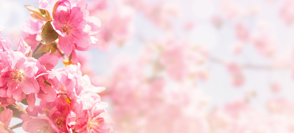 bigstock-Flowering-Of-The-Apple-Tree-S-278351299